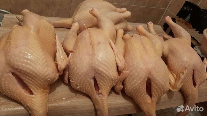 Индюки и индейки