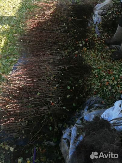 Кизильник двулетний опт