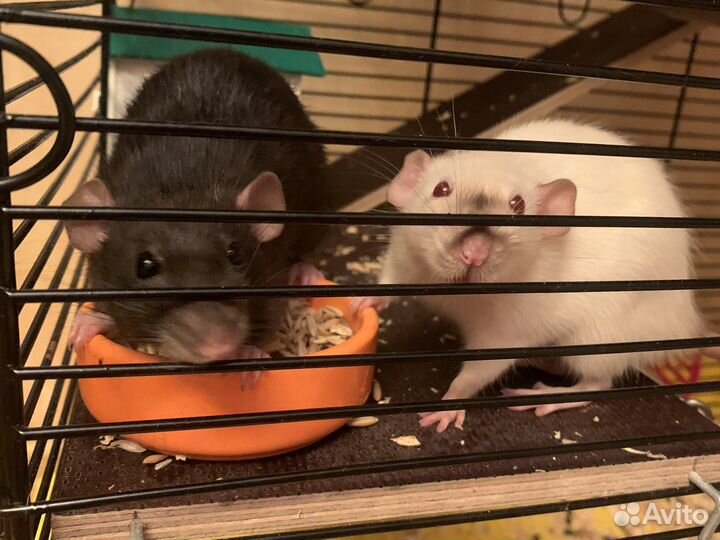 Большая клетка для крыс