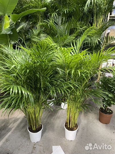 Пальма 130см