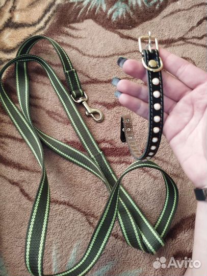 Ошейник и поводок