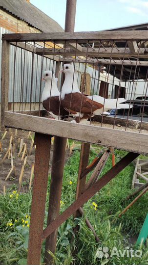 Голуби Краснодарские бойные