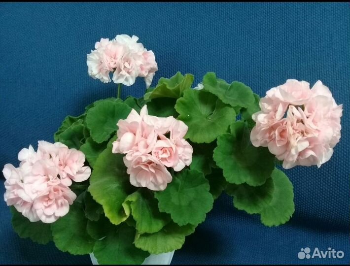 Пеларгония герань