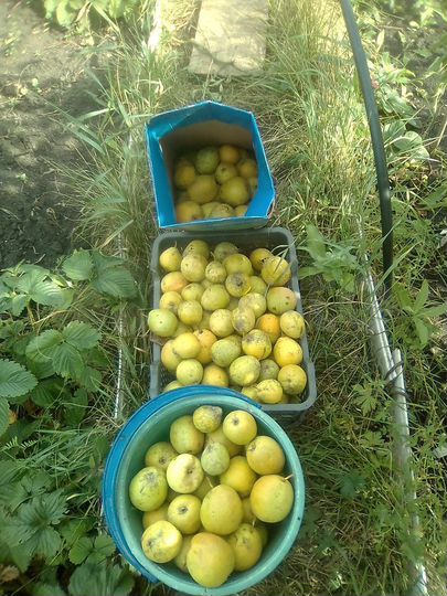 Дом 77 м² на участке 8 сот.