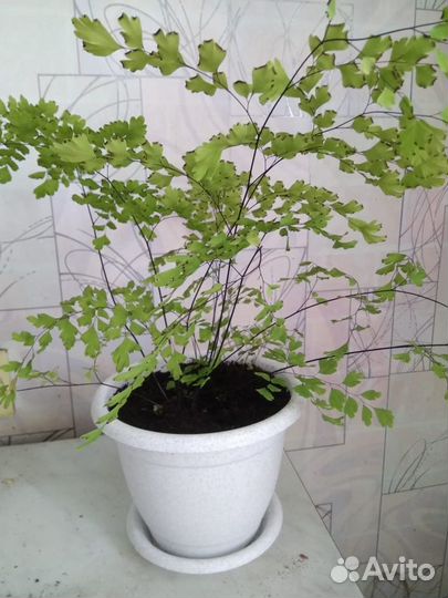 Адиантум венерин волос