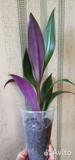 Комнатные цветы