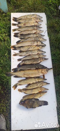 Свежая щука
