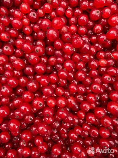 Смородина Черная,Красная