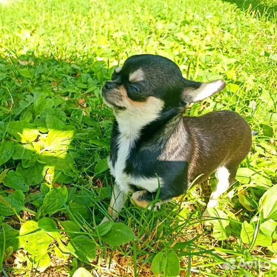 Красотка Чихуа хуа