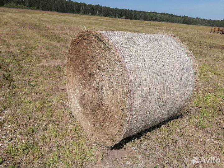 Продам сено в рулонах 2023