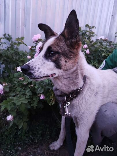 Щенок-подросток (стерил)