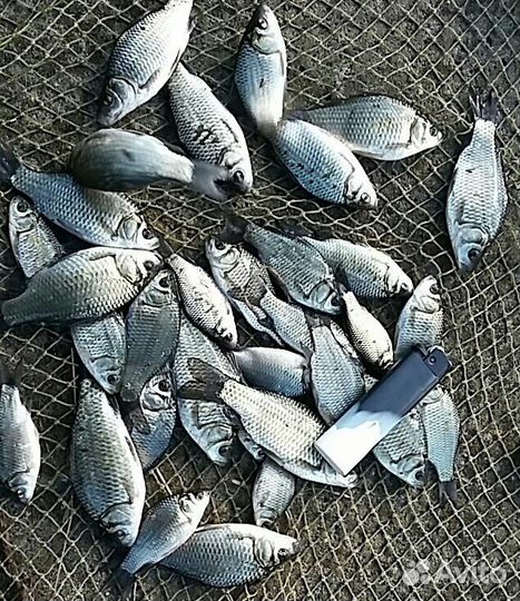 Живец - карась