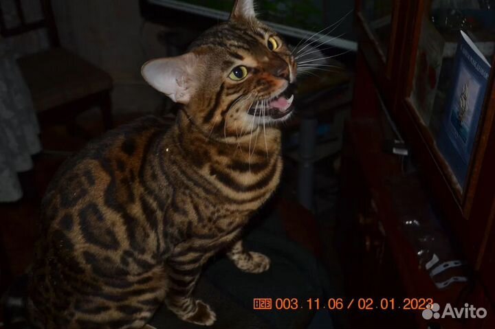 Бенгальский кот Вязка