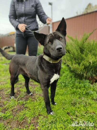 Собака во двор