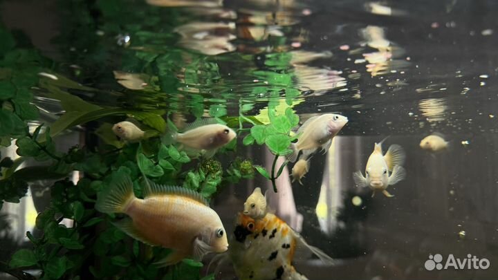 Аквариумные рыбки