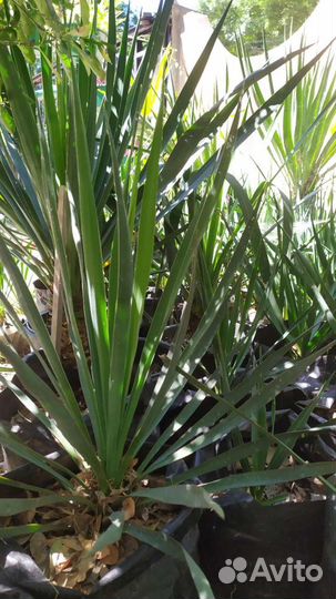 Пальма юкка