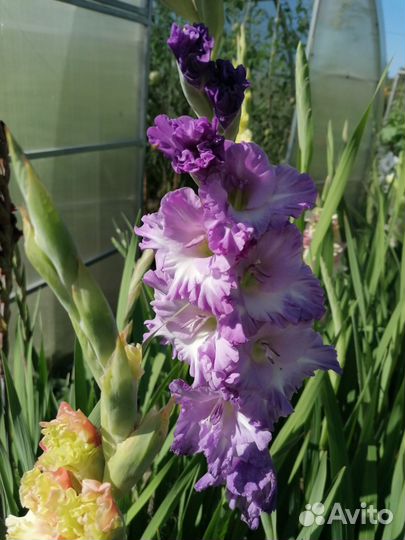 Гладиолусы луковицы