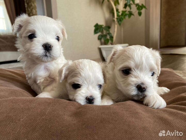 Щенки мальтийской болонки