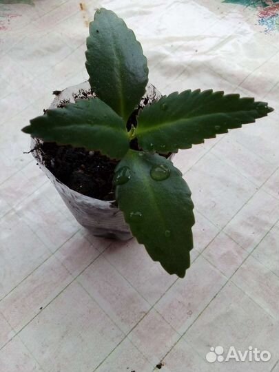 Каланхоэ