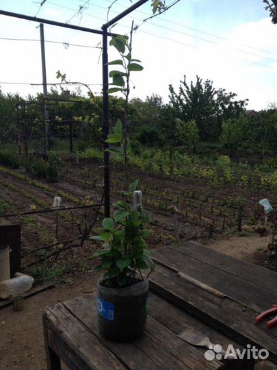 Лимонник Дальневосточный(Китайский)