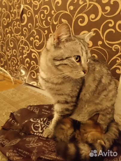 Котики и кошки