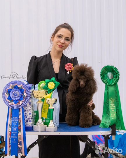 Услуги хендлера