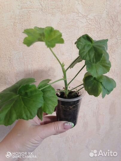 MillfieldRose, Apple Blossom Rosebud