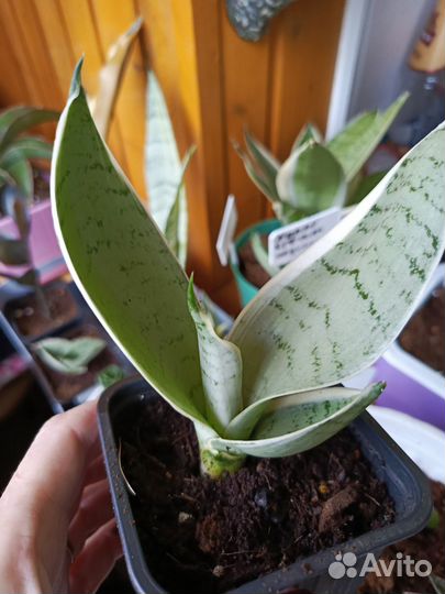 Сансевиерия