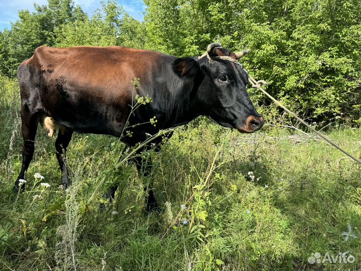 Корова высокоудойная породы Голштин