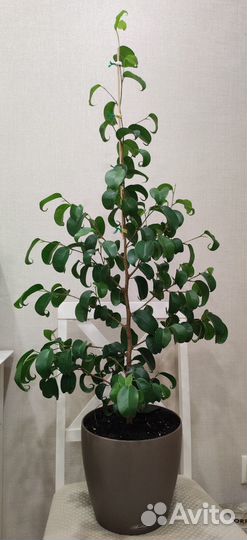 Фикус Букле