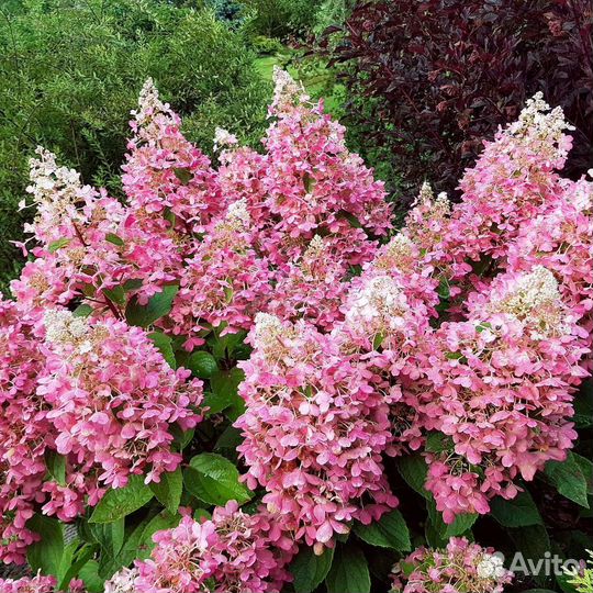 Гортензия Пинк леди Сильвер доллар Фантом