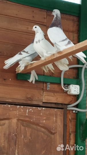 Голуби узбеки продажа