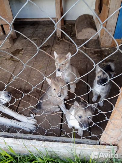 Щенки западно сибирской лайки от рабочих собак