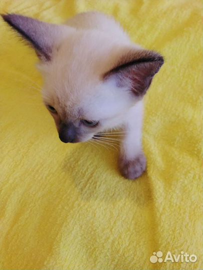 Меконгский бобтейл