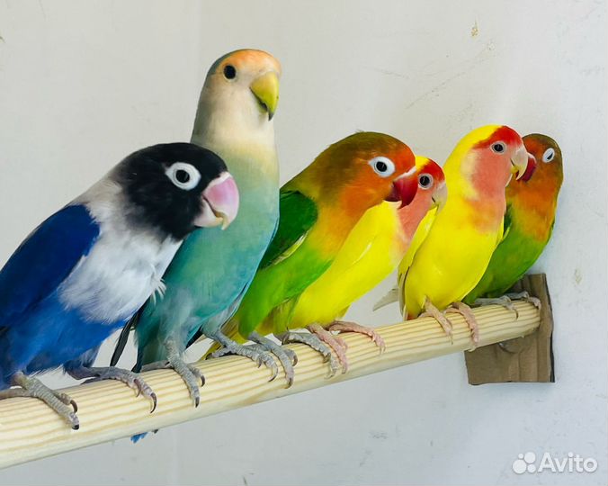 Попугай неразлучники птенцы