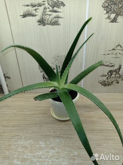 Алоэ лечебное