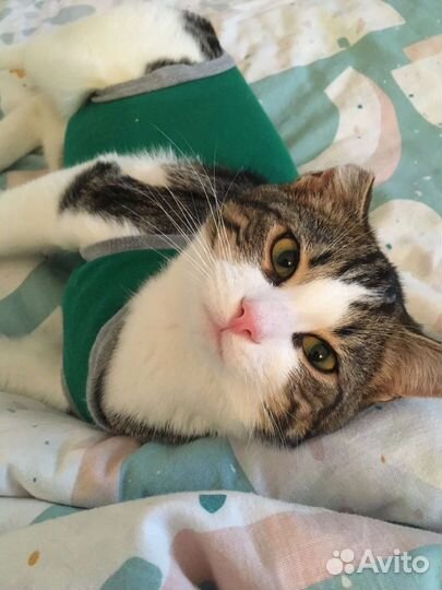 Гоша нуждается в добрых и заботливых ручках