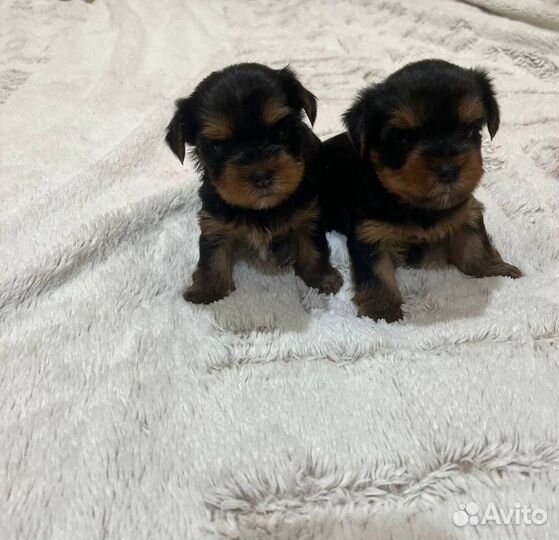 Йоркширский терьер щенки мини девочки