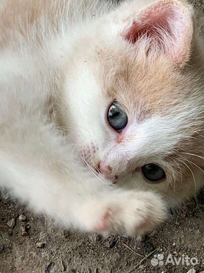 Кошки в добрые руки