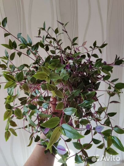 Традесканция