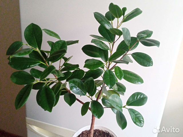 Фикус микрокарпа Мокламе
