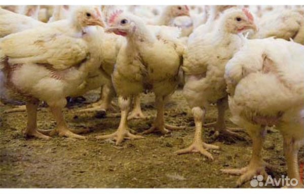 Бройлеры подрощенные