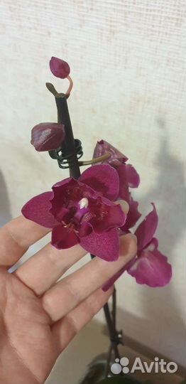 Орхидея Паваротти