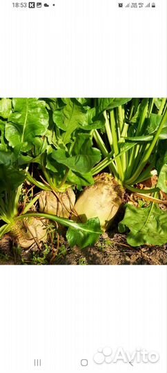 Семена кормовой свеклы