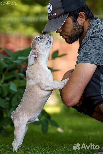 Французский бульдог, мальчик