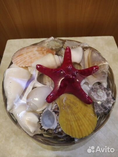 Морская звезда и ракушки