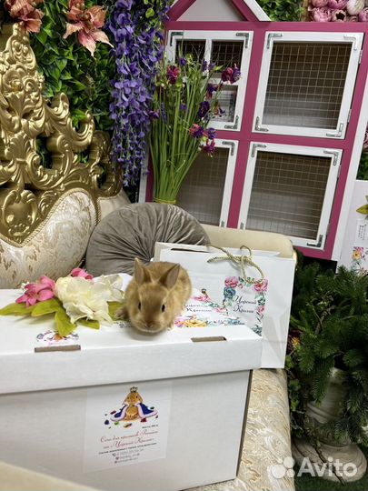 Самые миниатюрные кролики царские