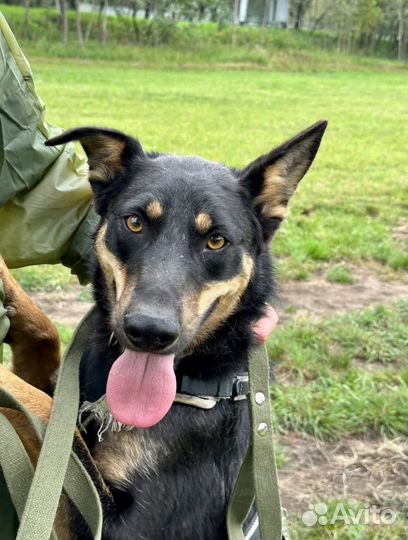 Статный красавец из приюта