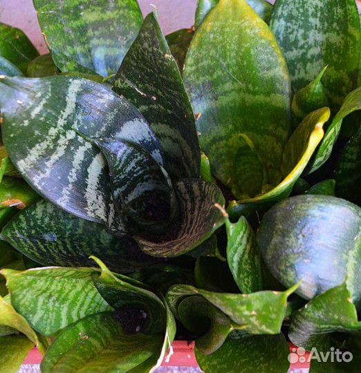 Сансевиерия ханни