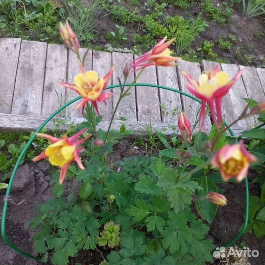 Цветы многолетники